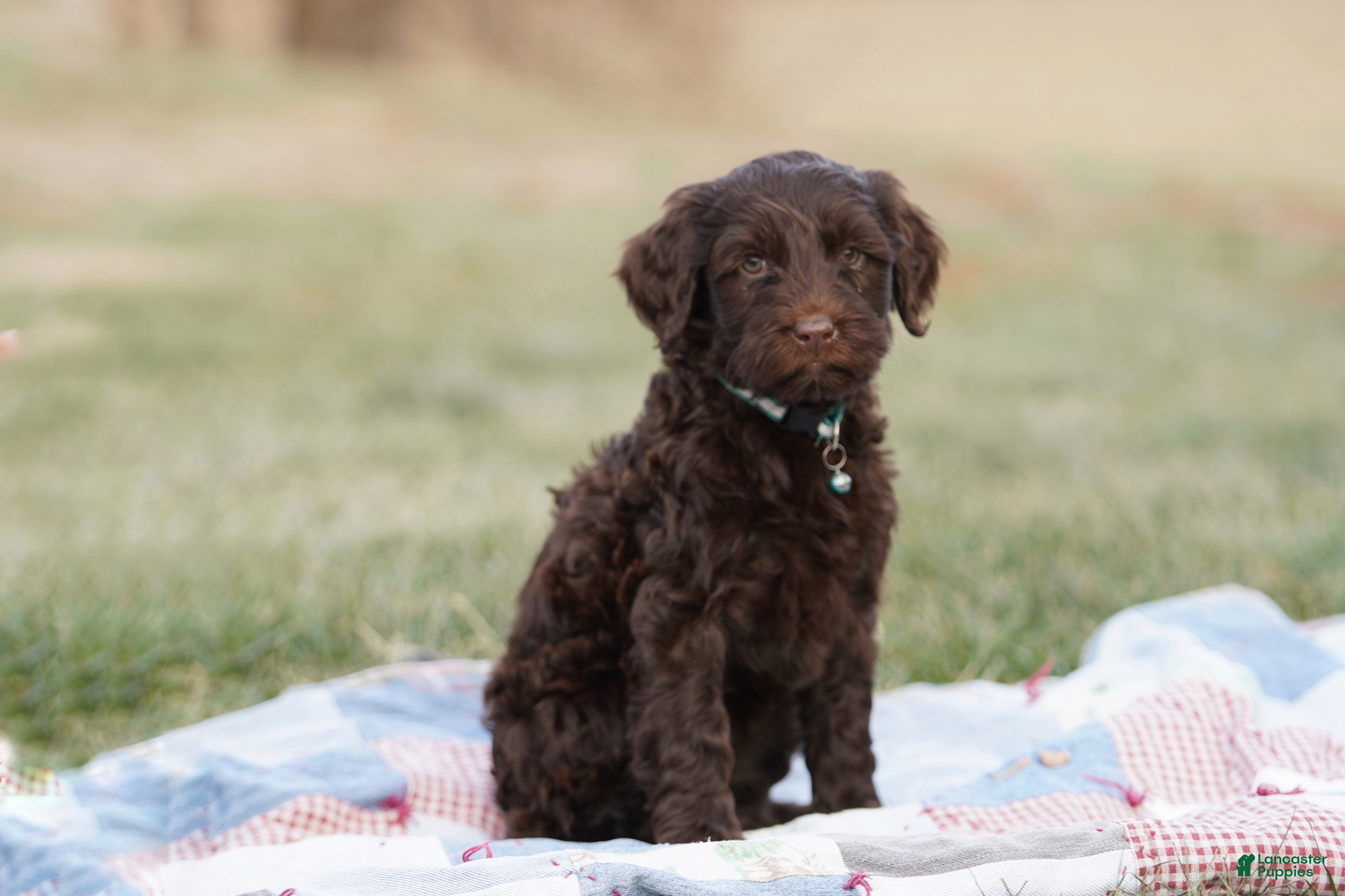 Portuguese Water Dog dogs Pearl  - Ad 1