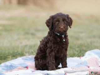 Portuguese Water Dog dogs Pearl - Ad 2