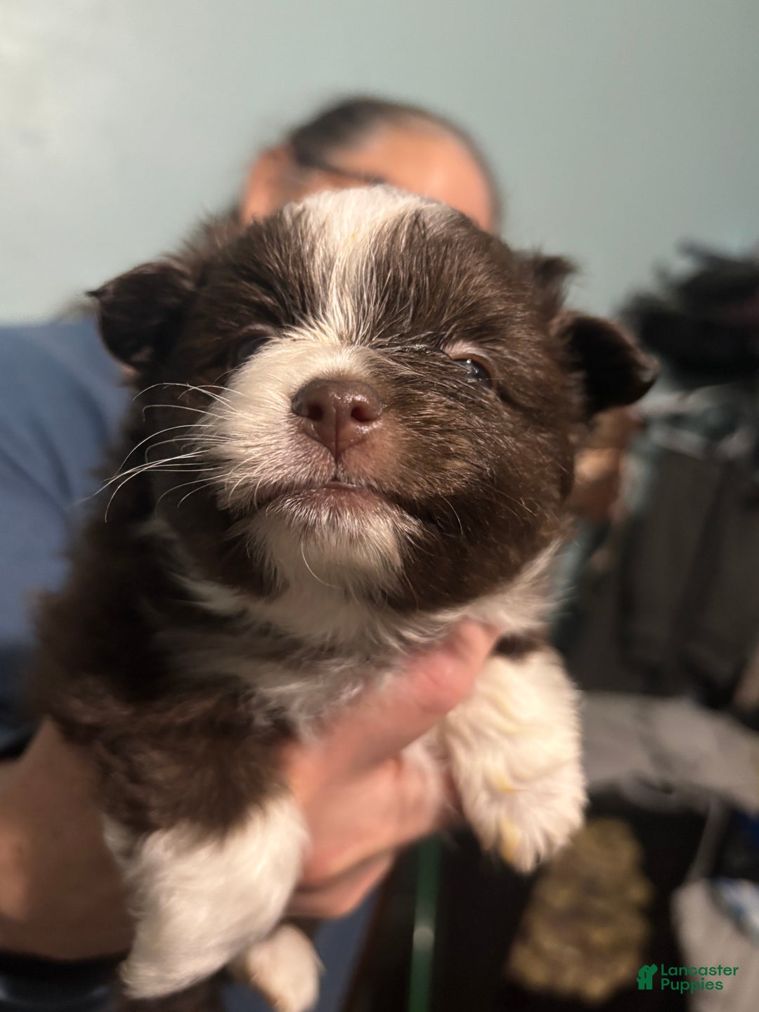 Pomeranian dogs for sale: Pomeranian Puppy 2 - Ad 3