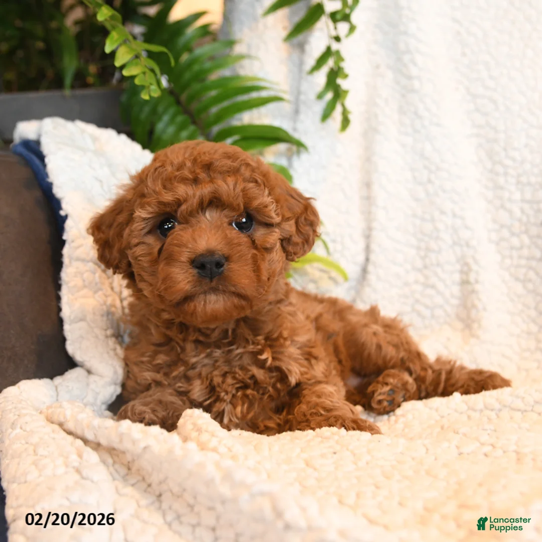 Cavapoo dogs for sale: Lily - Ad 5