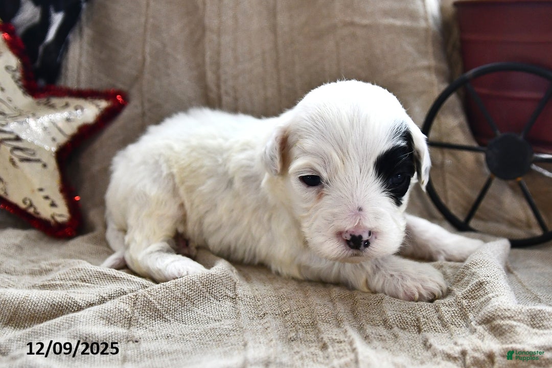 Portuguese Water Dog dogs for sale: Daisy - Ad 2