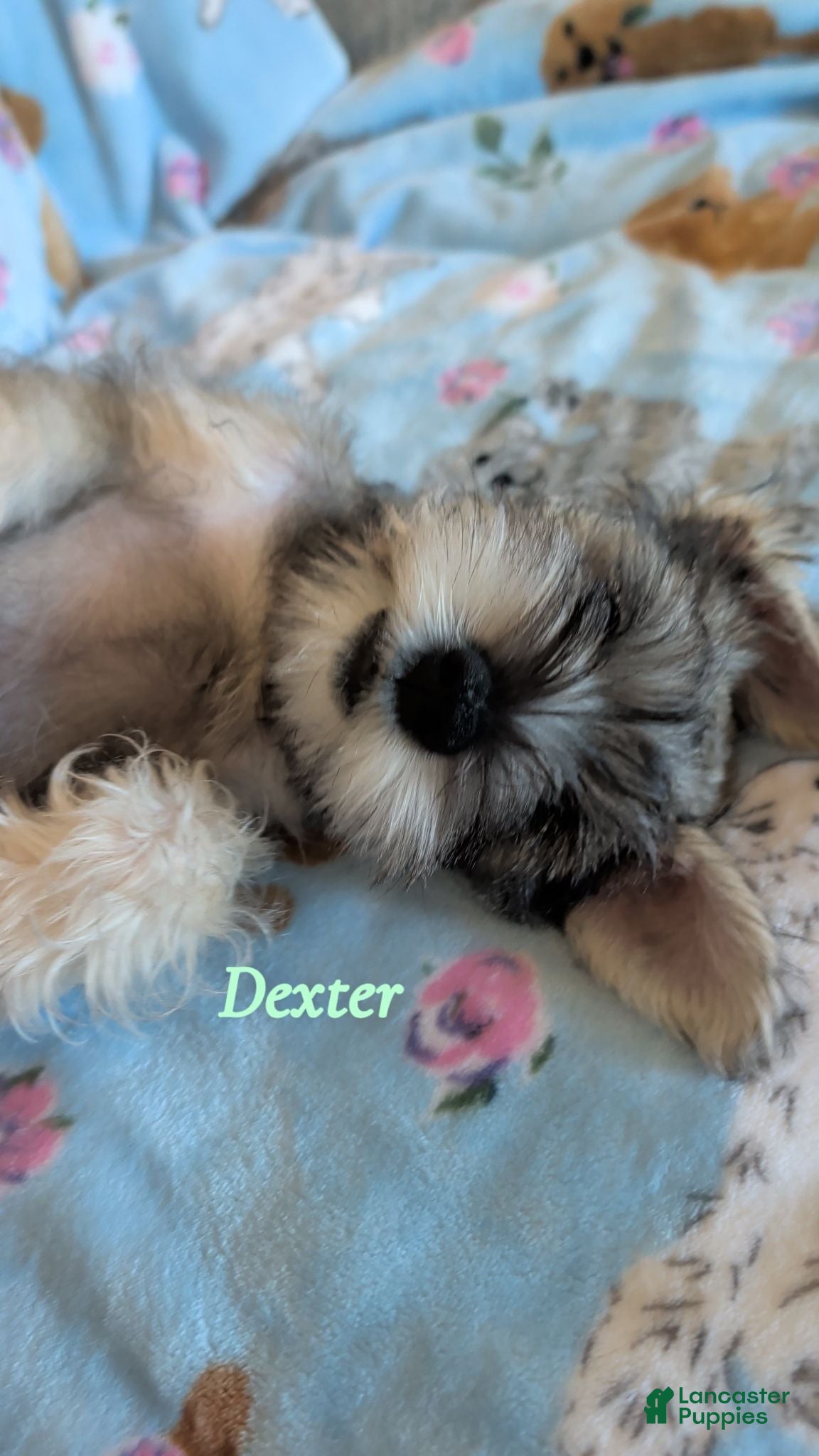 Miniature Schnauzer dogs Dexter - Ad 13
