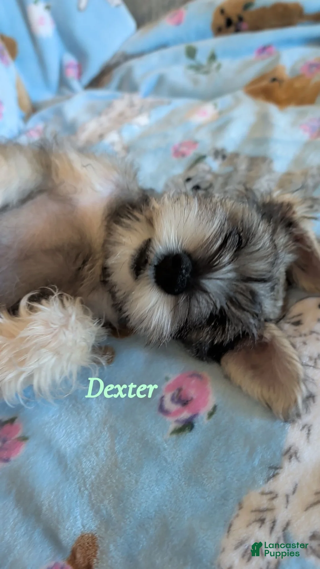 Miniature Schnauzer dogs for sale: Dexter - Ad 1