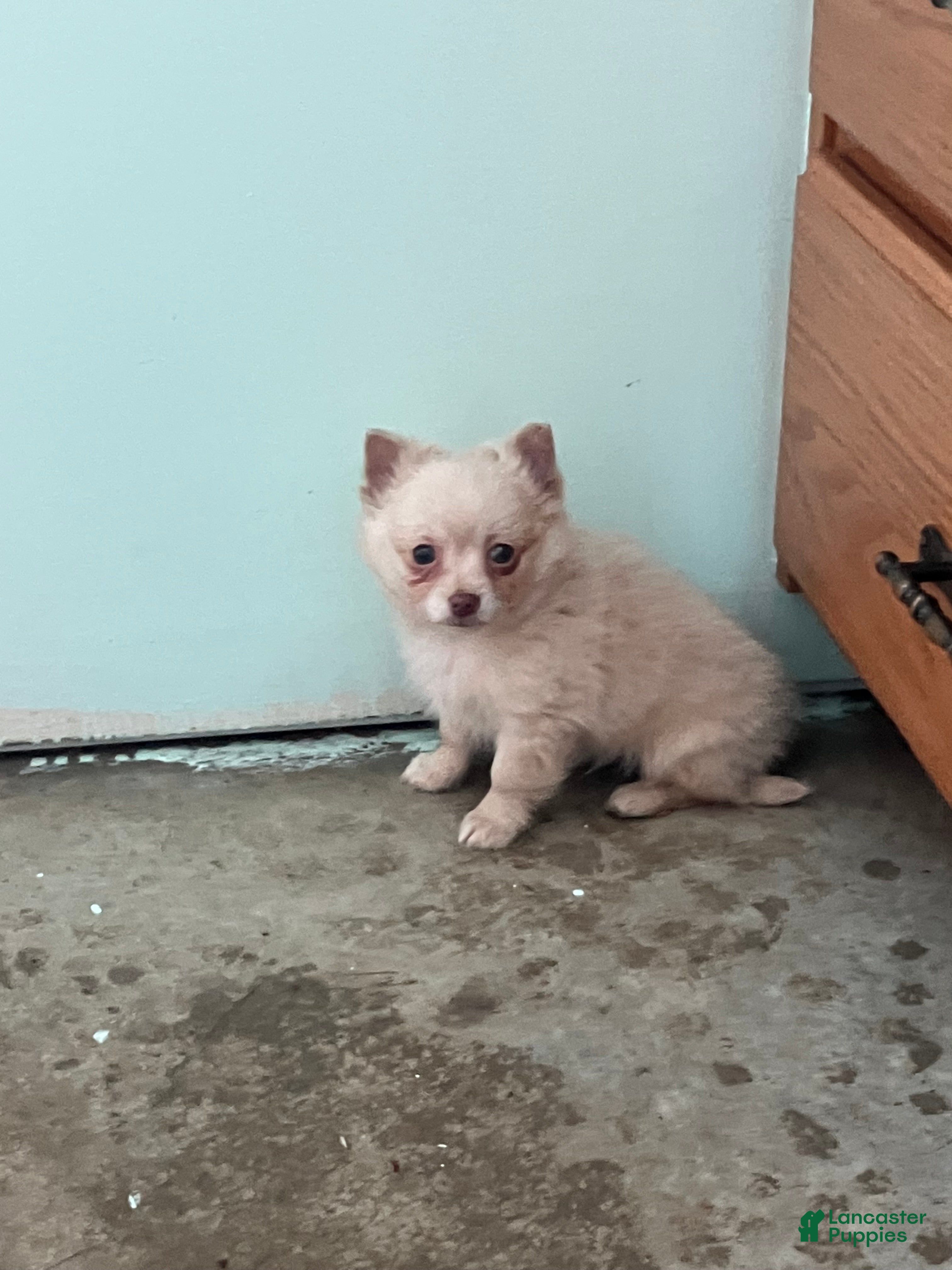 Chihuahua dogs Fuzz Ball - Ad 40