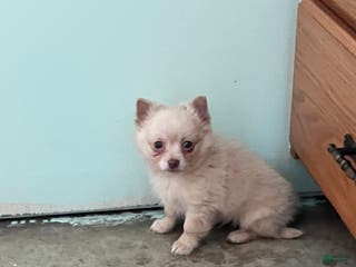 Chihuahua dogs Fuzz Ball - Ad 40