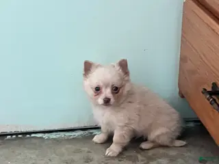 Chihuahua dogs Fuzz Ball - Ad 25