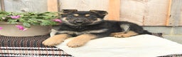 German Shepherd dogs for sale: Dasher - Ad 2