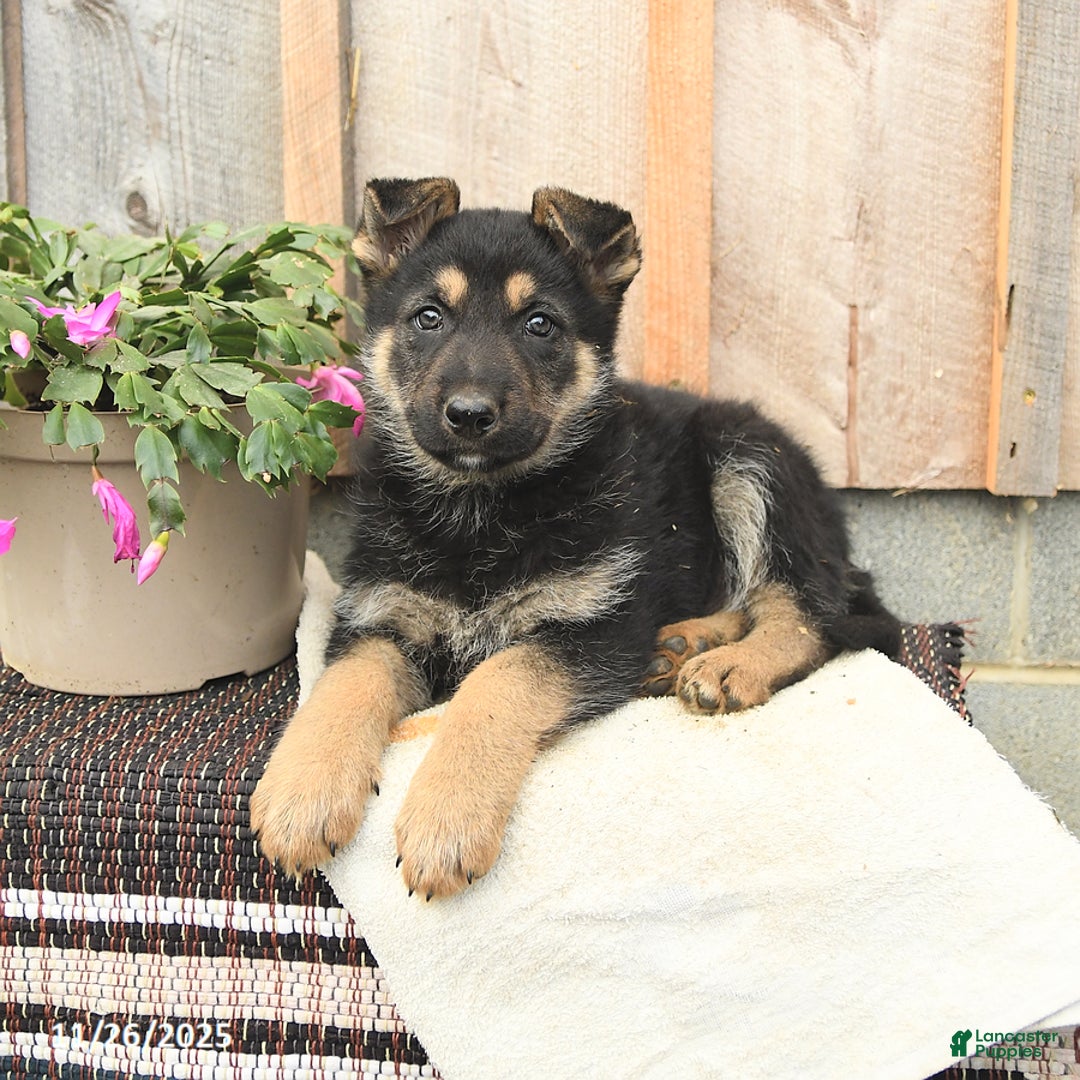 German Shepherd dogs for sale: Dasher - Ad 2