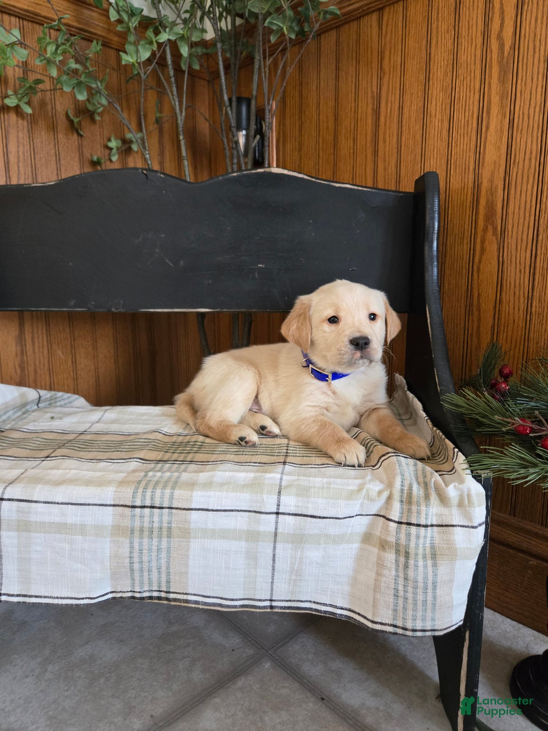 Goldador dogs for sale: Sara  - Ad 3