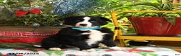 Border Collie dogs for sale: Charlie - Ad 5