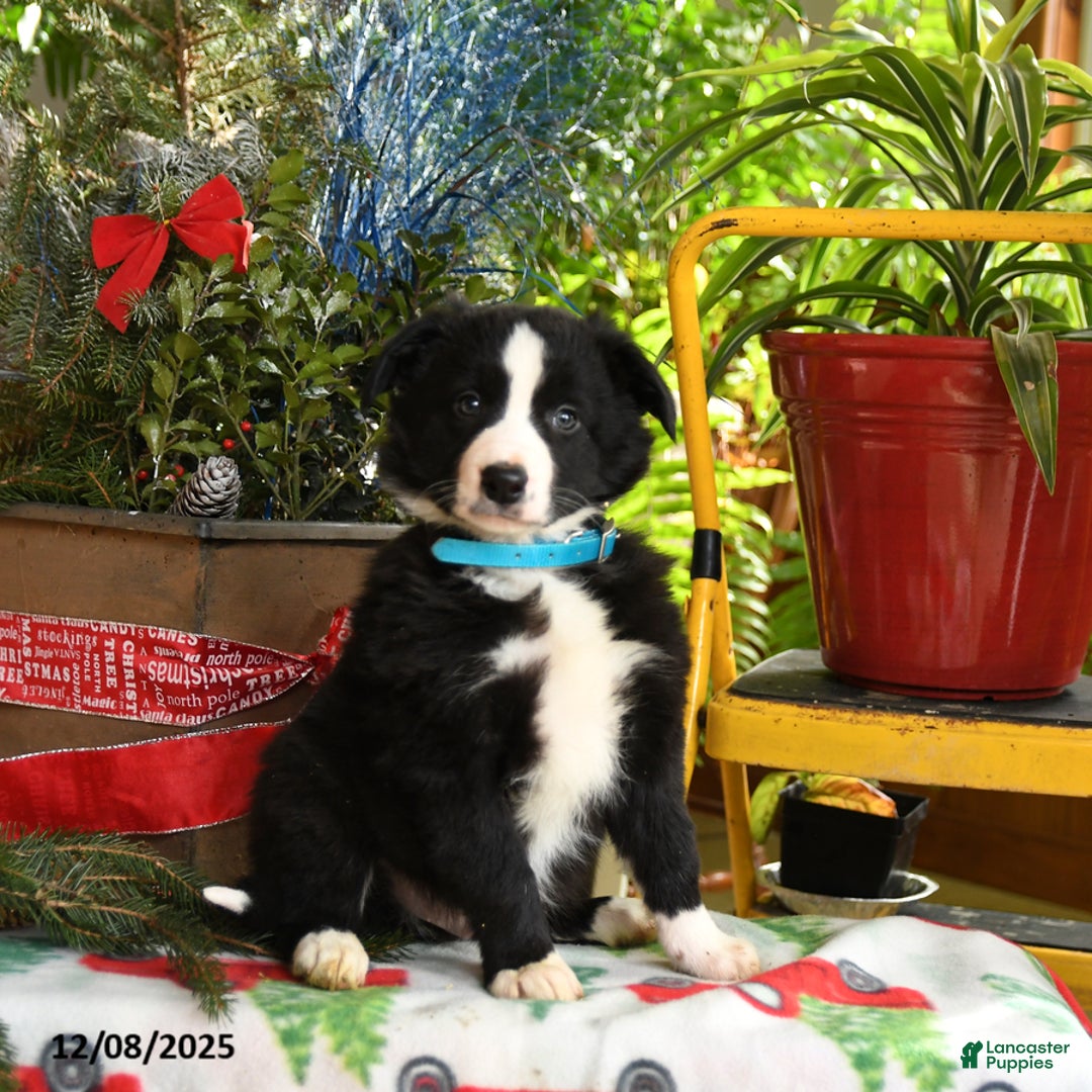 Border Collie dogs for sale: Charlie - Ad 5