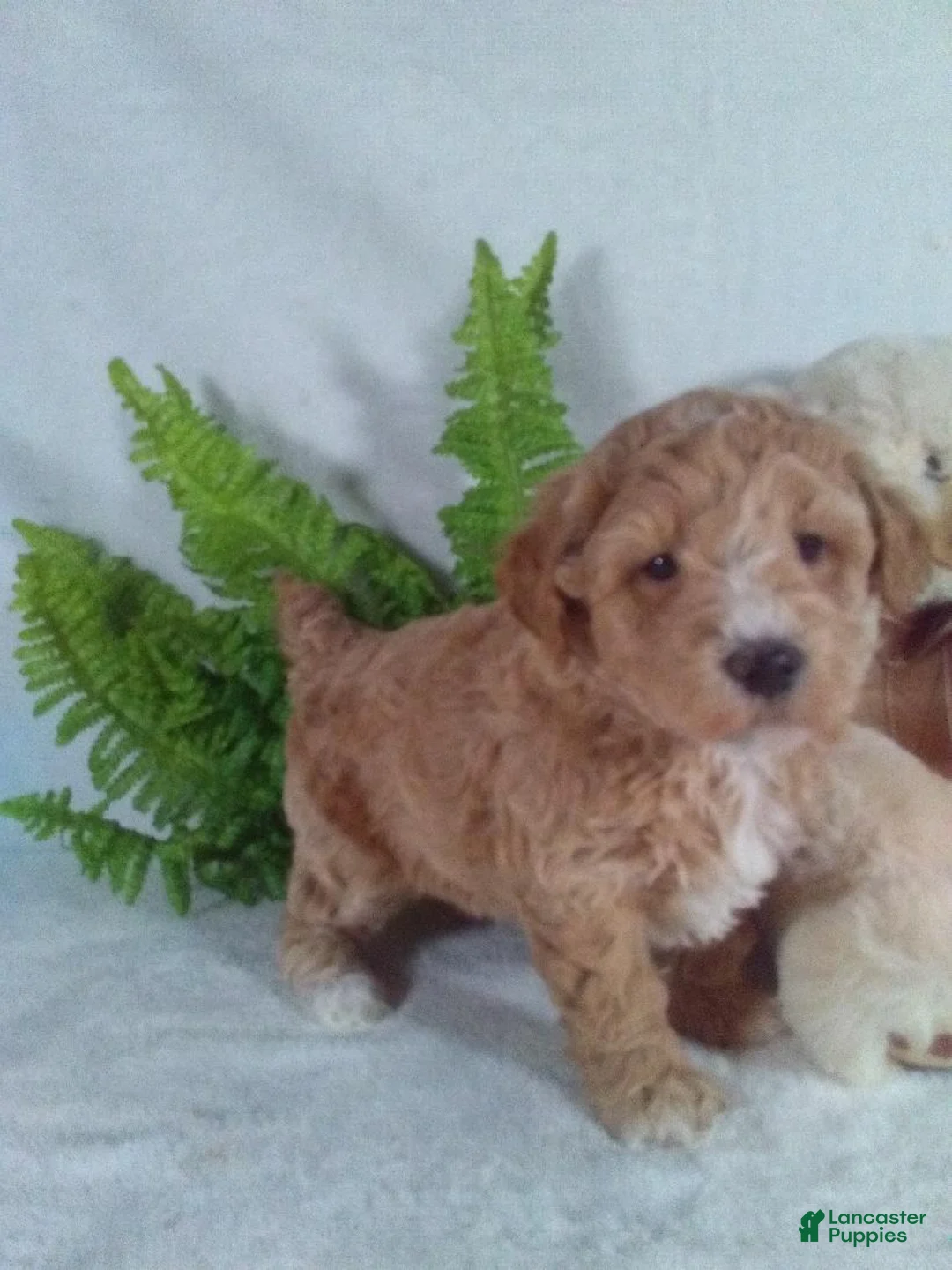 Bichpoo dogs for sale: Alex - Ad 4