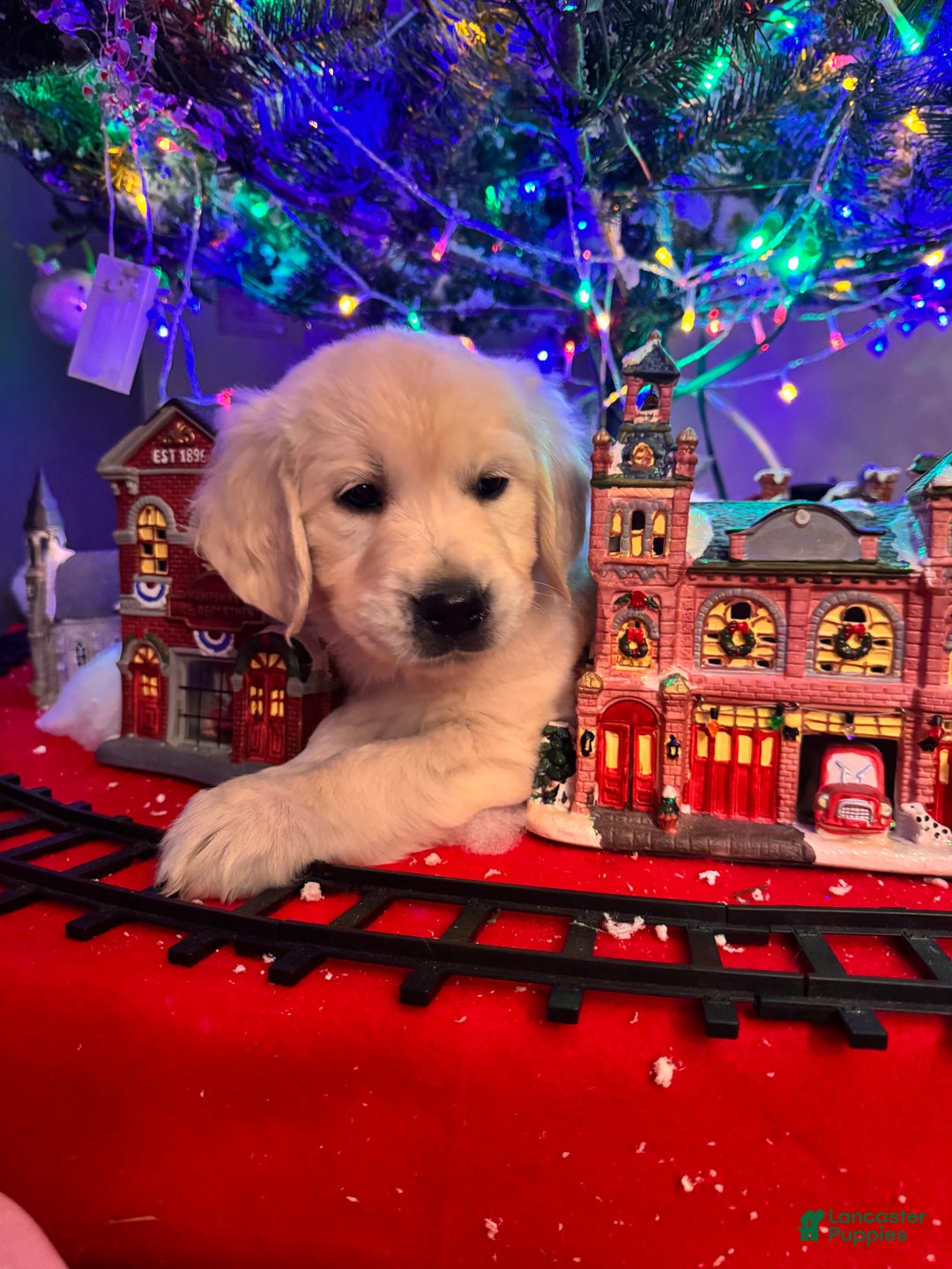 Golden Retriever dogs for sale: Golden Retriever Puppy 4 - Ad 4