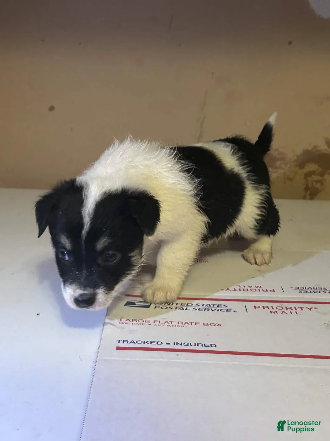 Mixed Breed dogs for sale: Mixed Breed Puppy 5 - Ad 1