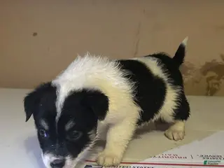 Mixed Breed dogs Mixed Breed Puppy 5 - Ad 33