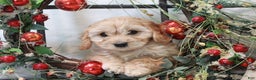Cavachon dogs for sale: Snowball - Ad 16