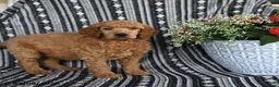 Standard Poodle dogs for sale: Victor - Ad 3