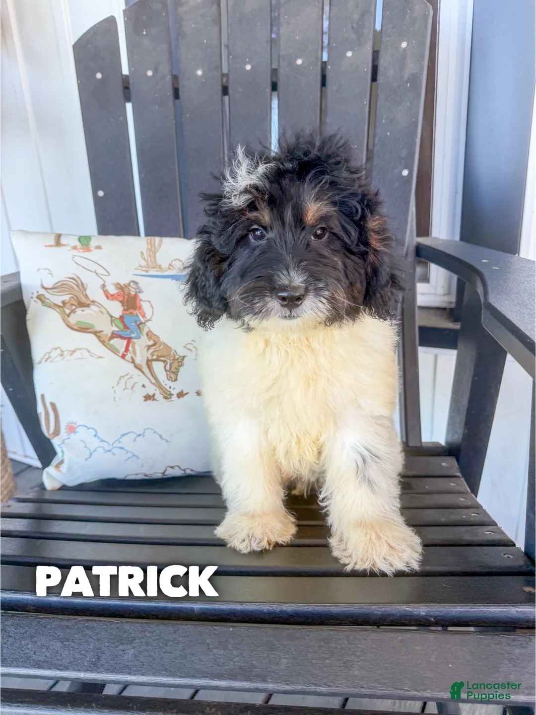 Mini Goldendoodle dogs for sale: Patrick - Micro Mini F1b - Ad 1