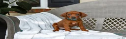 Redbone Coonhound dogs for sale: Birch - Ad 3