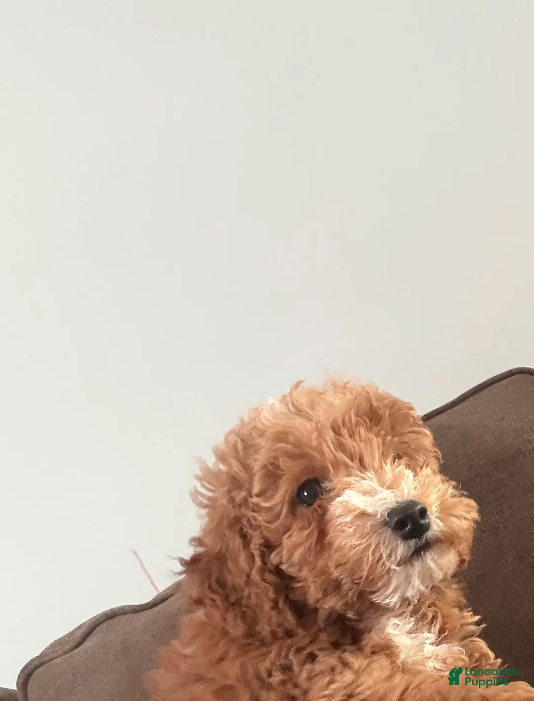 Goldendoodle dogs for sale: Goldendoodle Puppy 1 - Ad 2