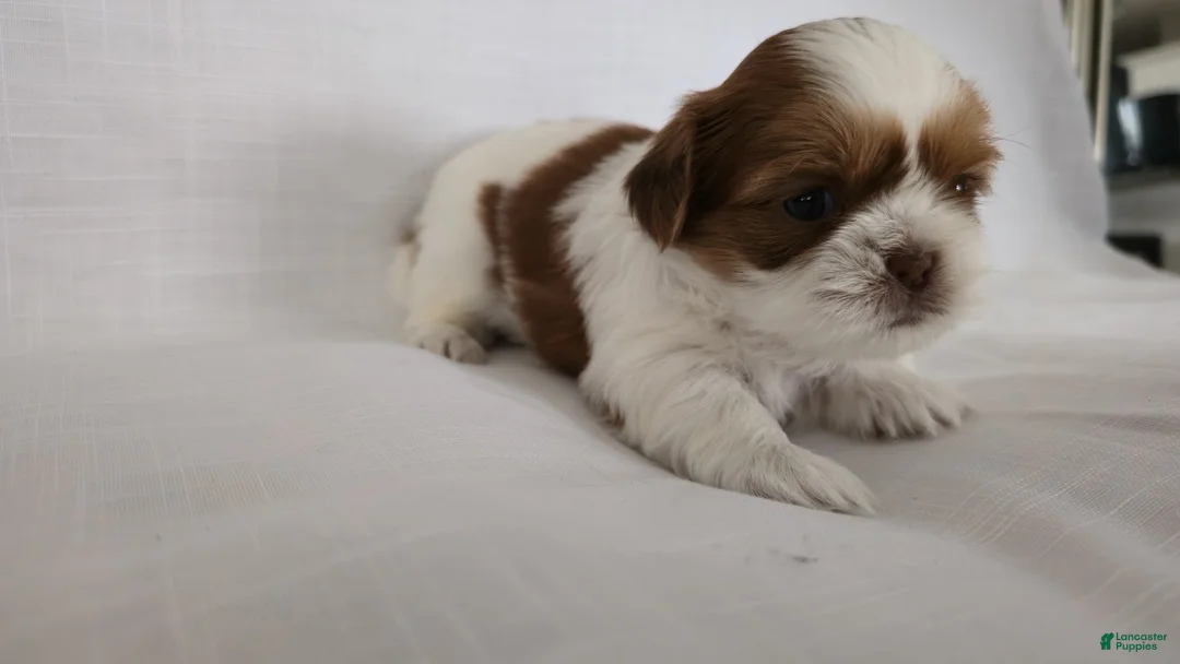 Shih Tzu dogs for sale: Honey - Ad 3