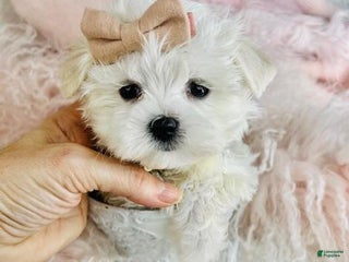 Maltese dogs Teacup Maltese Puppy 1 - Ad 12