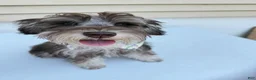 Miniature Schnauzer dogs for sale: Miniature Schnauzer Puppy 1 - Ad 3