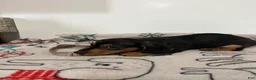 Miniature Dachshund dogs for sale: Milo - Ad 5