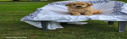 Golden Retriever dogs for sale: Keith - Ad 6