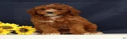 Cavapoo dogs for sale: Cooper - Ad 4