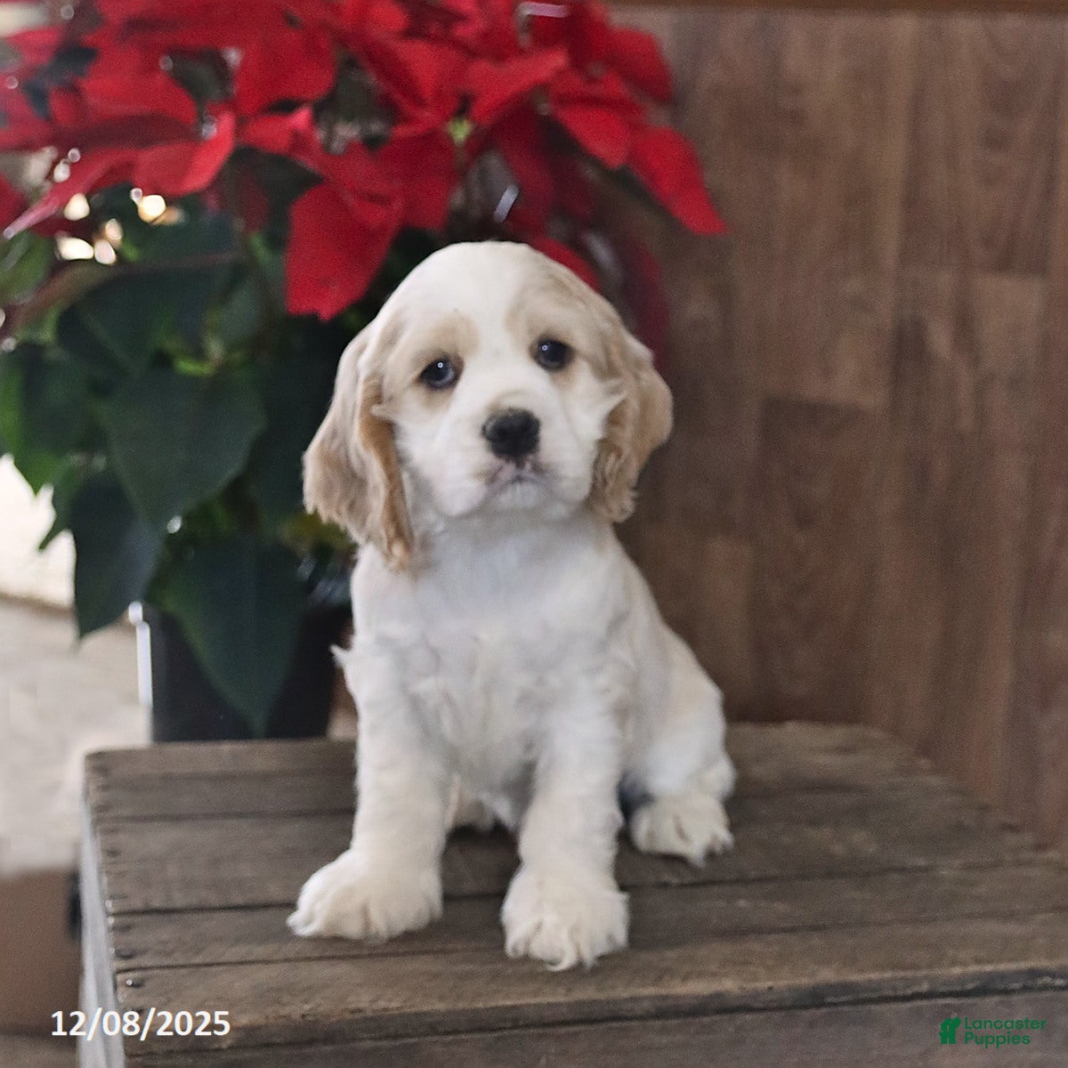 Cocker Spaniel dogs Handsome  - Ad 22