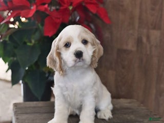 Cocker Spaniel dogs Handsome - Ad 20