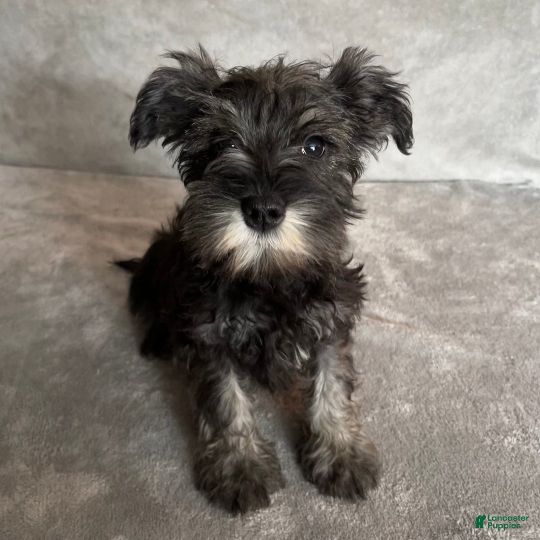 Miniature Schnauzer dogs for sale: Teddy - Ad 2