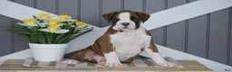 Boxer dogs for sale: Atlas - Ad 2