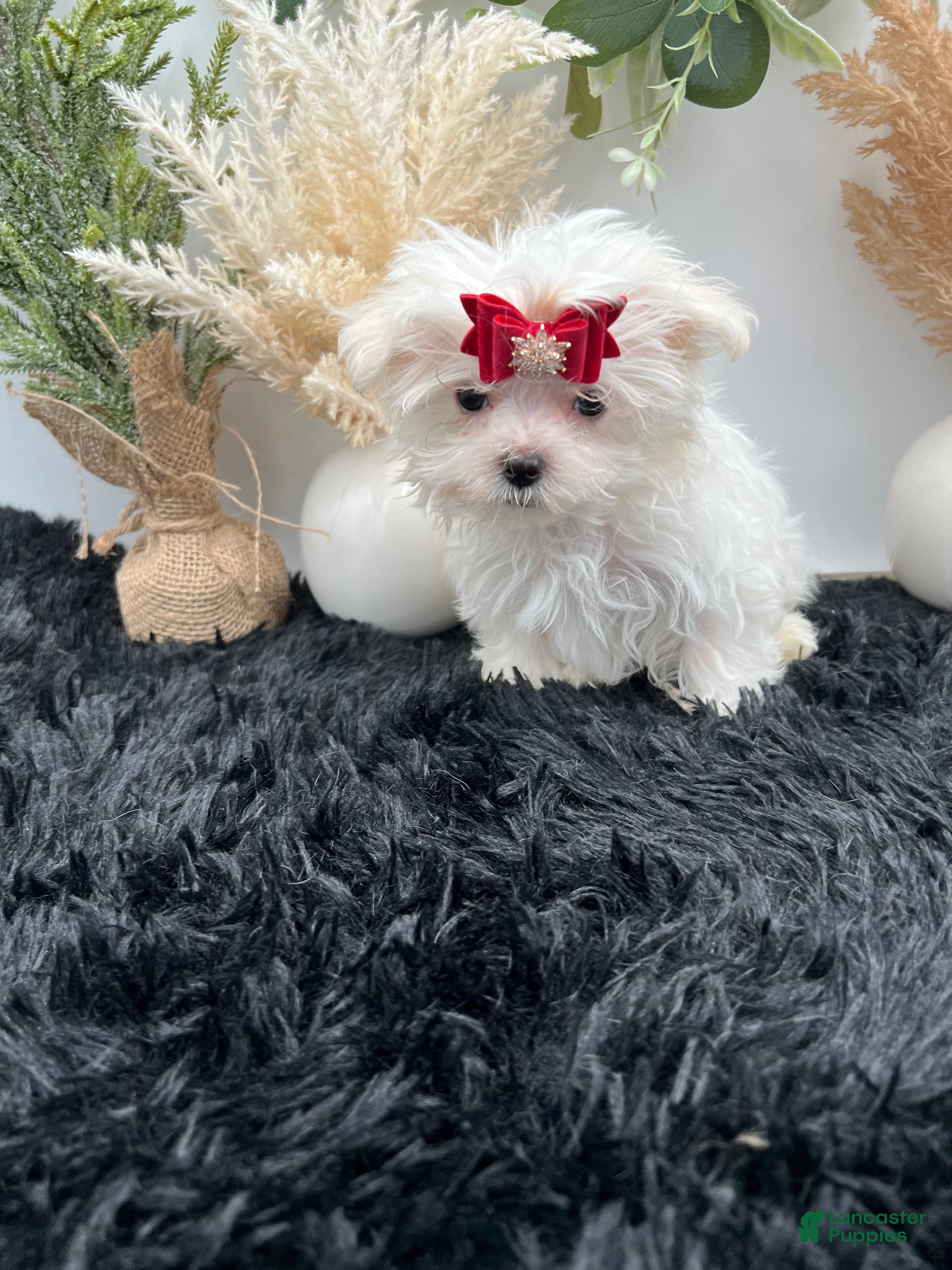 Maltese dogs AKC Tiny Milo the Korean Maltese $3000 - Ad 1