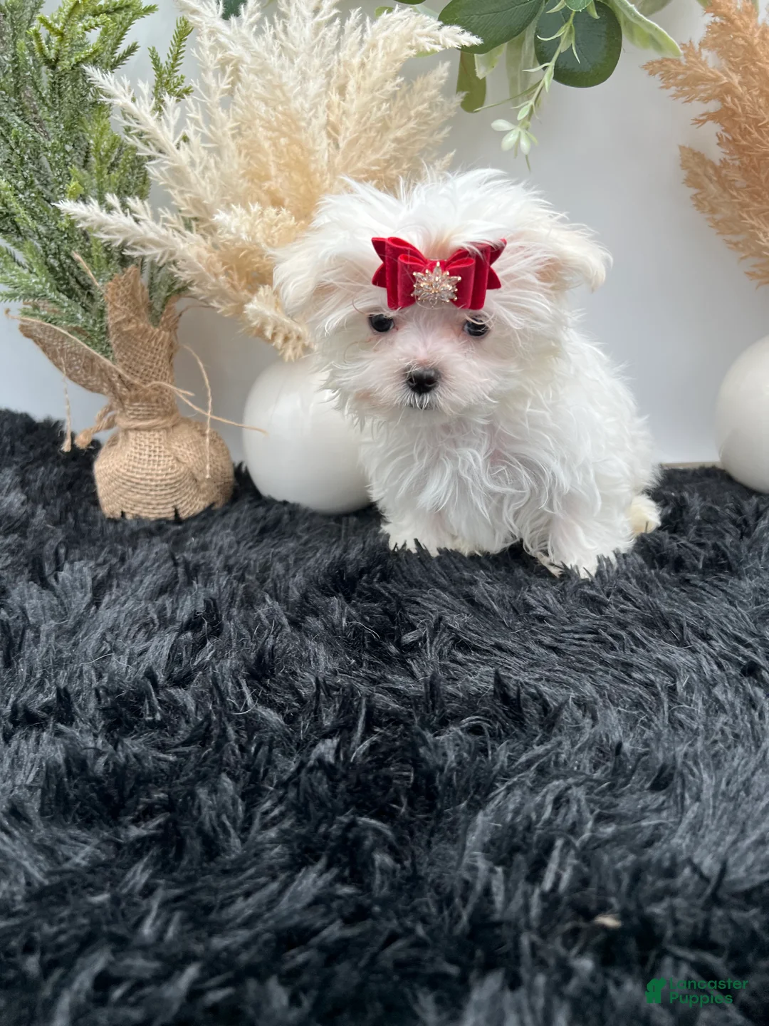 Maltese dogs for sale: AKC Tiny Milo the Korean Maltese $3000 - Ad 1