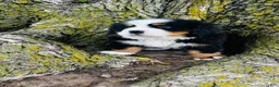 Bernese Mountain Dog dogs for sale: Callahan - Ad 6