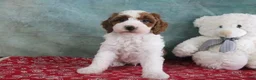 Mini Goldendoodle dogs for sale: Simon - Ad 2