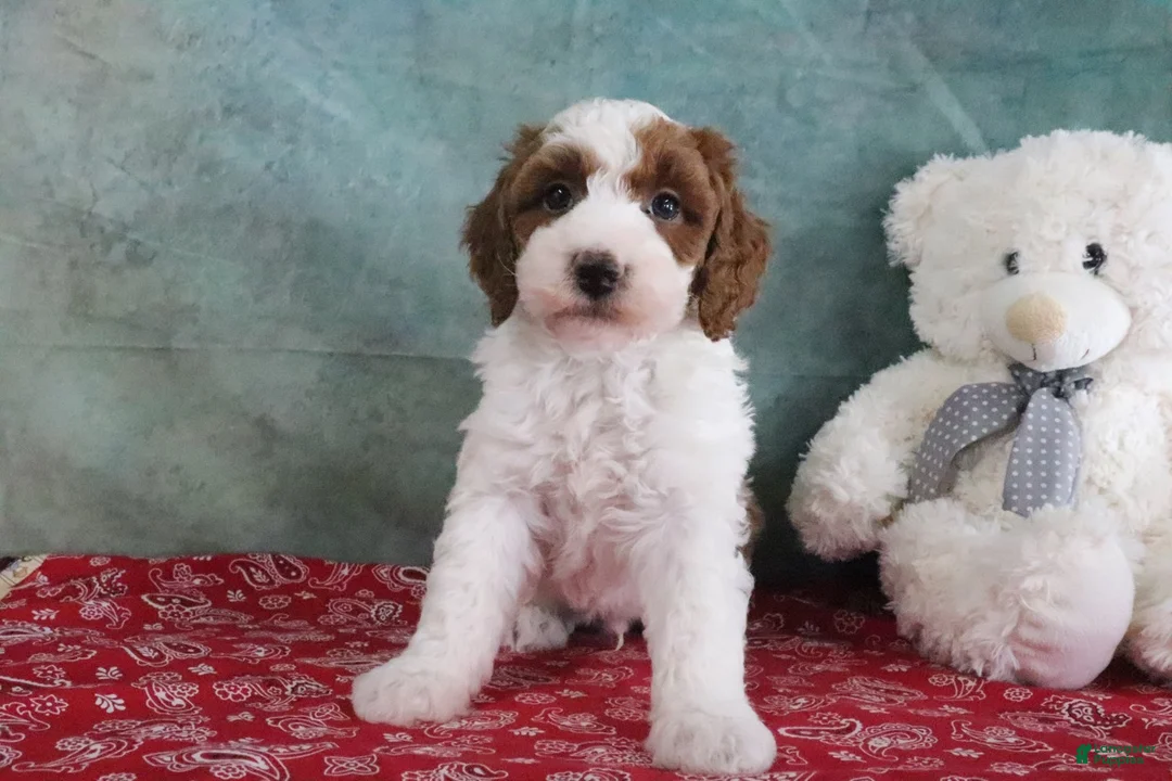 Mini Goldendoodle dogs for sale: Simon - Ad 2