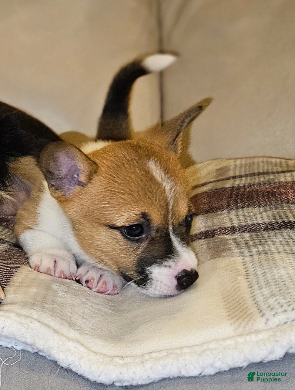 Mixed Breed dogs Athena - Ad 2