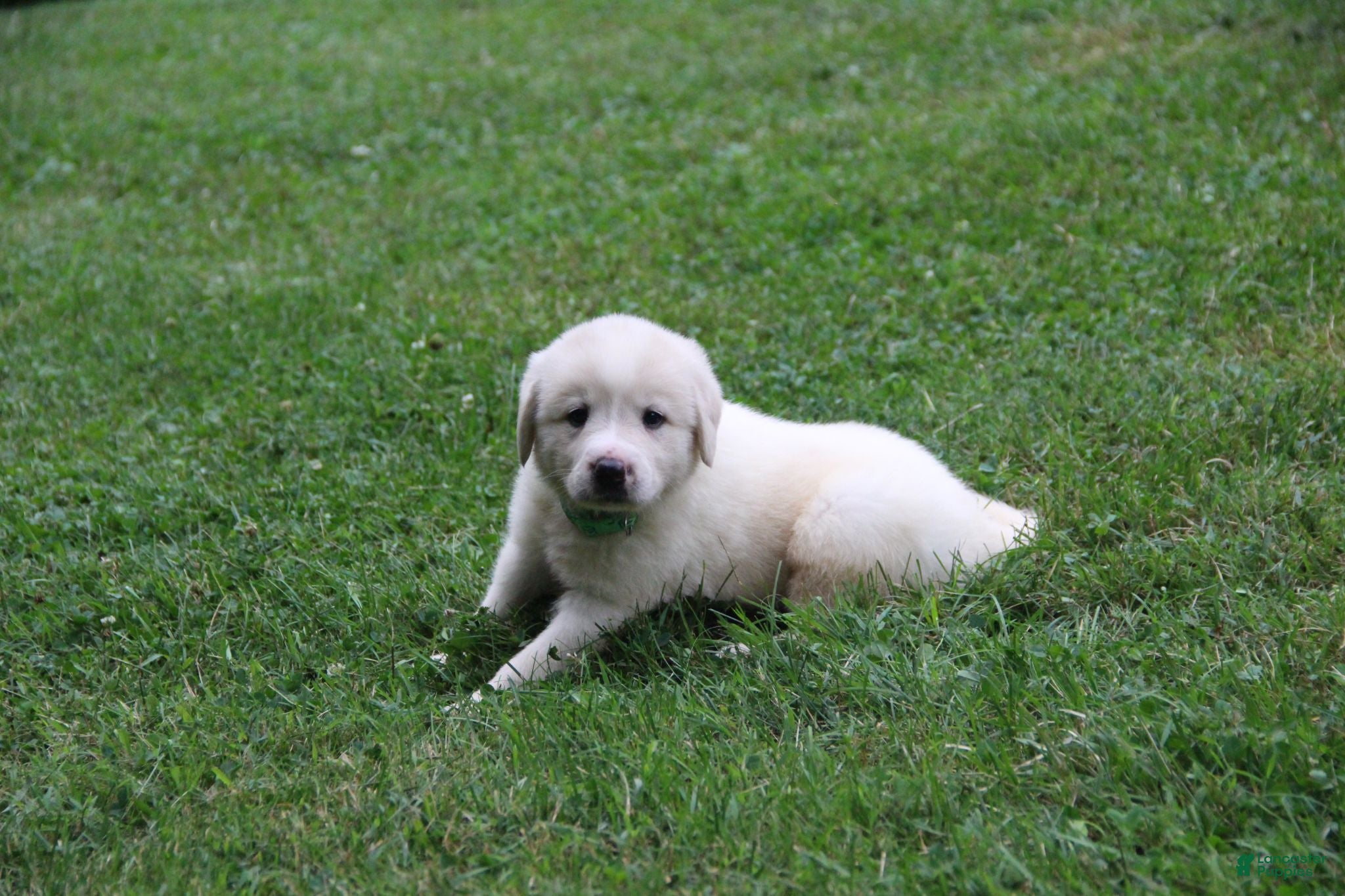 Mixed Breed dogs Victor - Ad 2