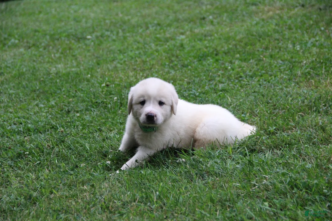 Mixed Breed dogs for sale: Victor - Ad 2