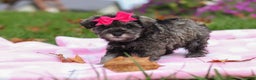 Miniature Schnauzer dogs for sale: Charity - Ad 8