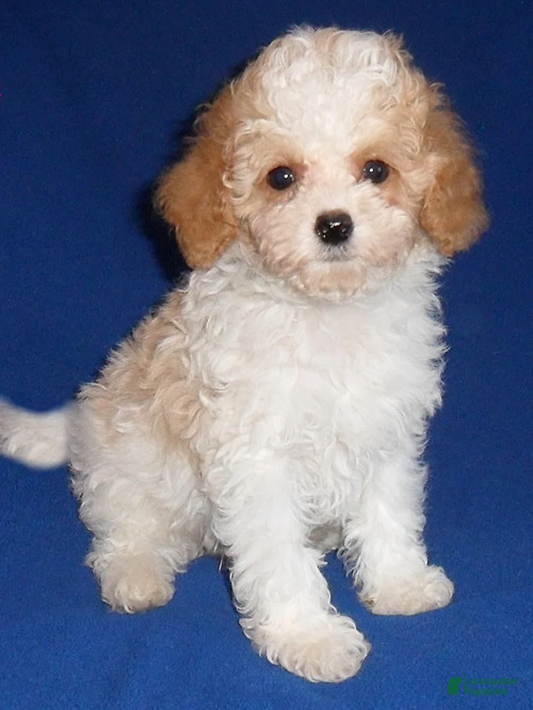 Cockapoo dogs for sale: Rudy - Ad 2