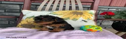 Yorkiepoo dogs for sale: Banjo - Ad 4