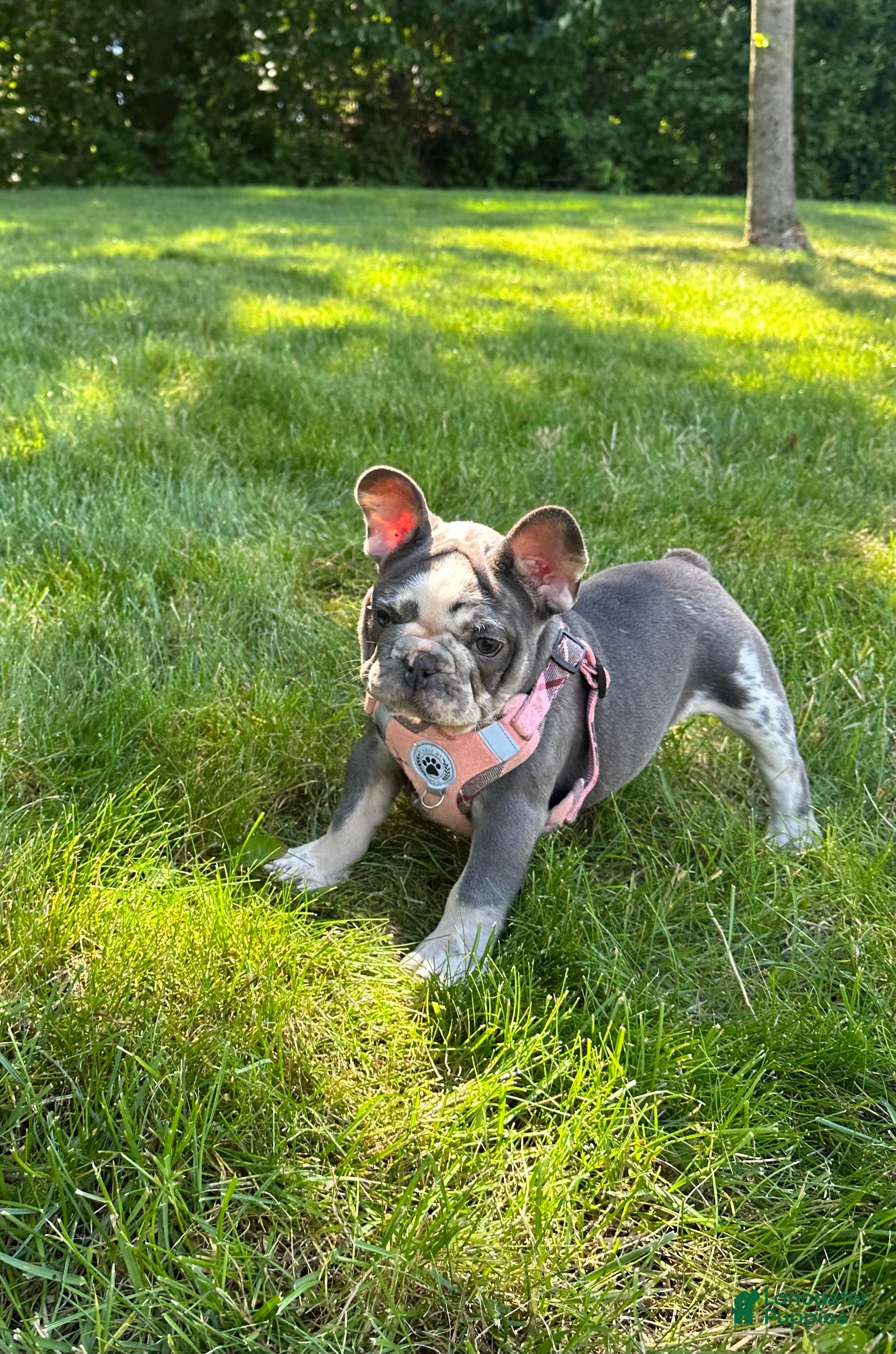 French Bulldog dogs Posie - Ad 2