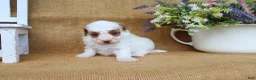 Maltipoo dogs for sale: Franklin - Ad 4