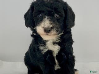 Toy Poodle dogs Valentino - Ad 4