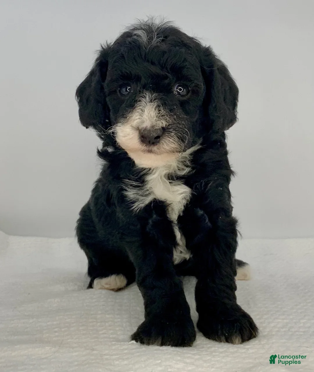 Toy Poodle dogs for sale: Valentino - Ad 1