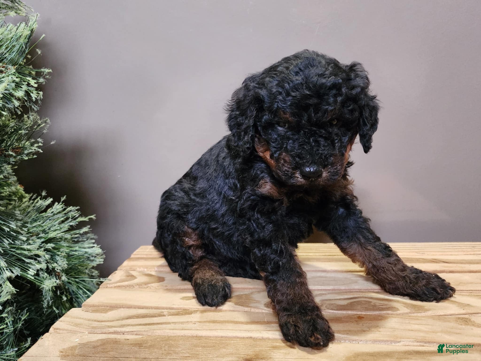 Mini Bernedoodle dogs Klaus - Ad 40